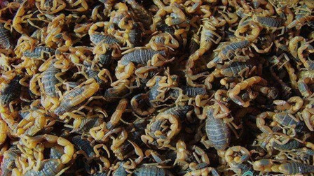 中药人注意！3月1日起禁止猎捕、食用野生全蝎